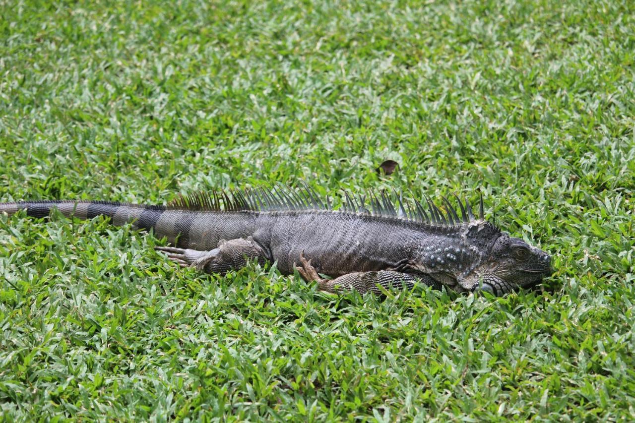 Отель Iguana Libre Доминикаль Экстерьер фото