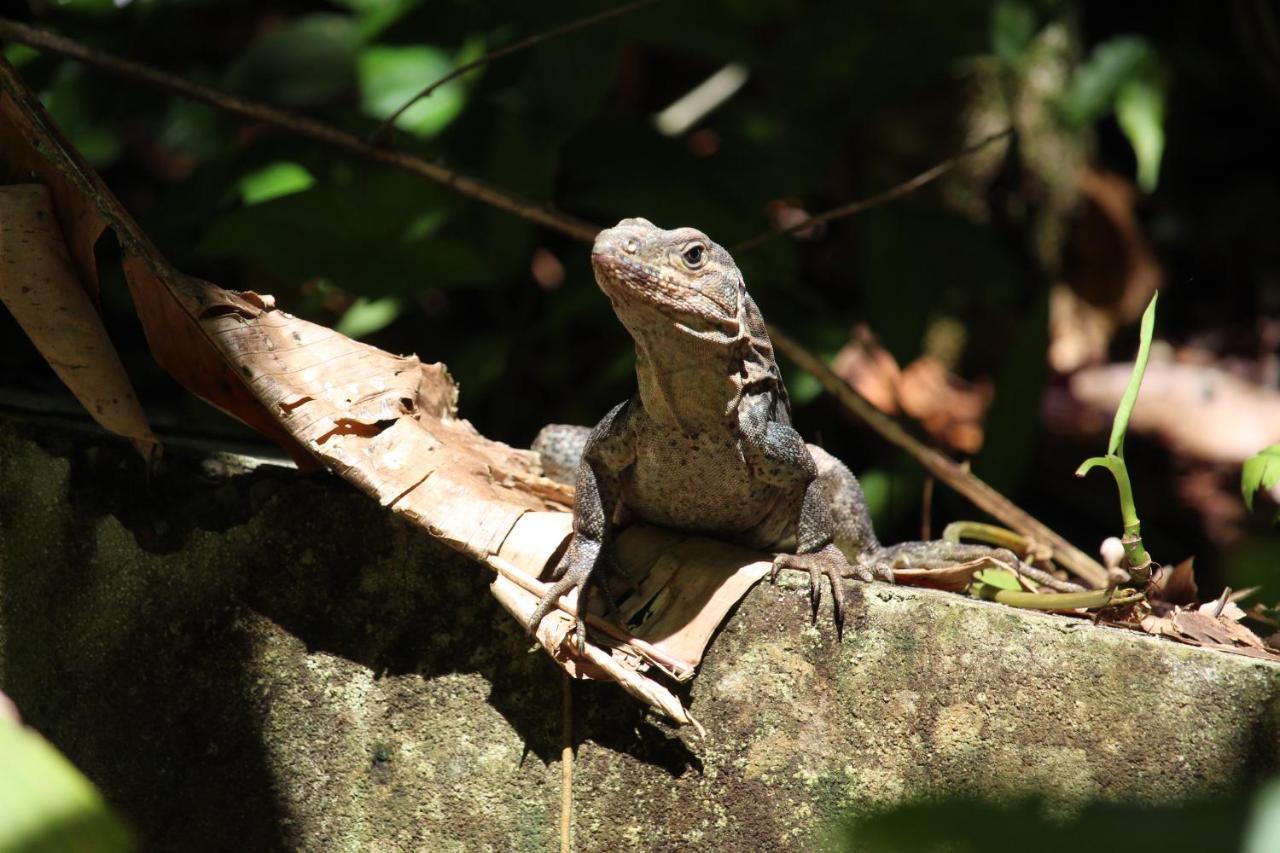 Отель Iguana Libre Доминикаль Экстерьер фото