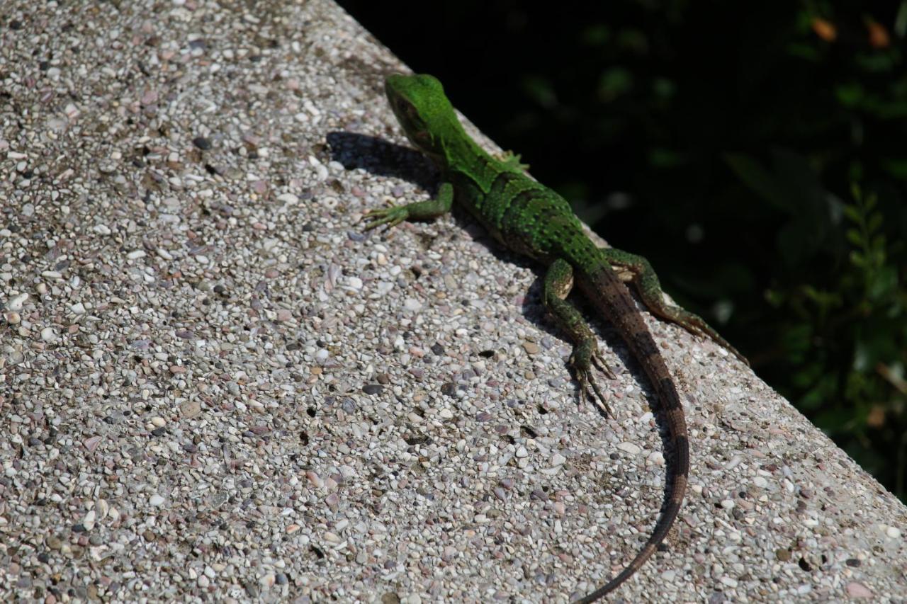 Отель Iguana Libre Доминикаль Экстерьер фото
