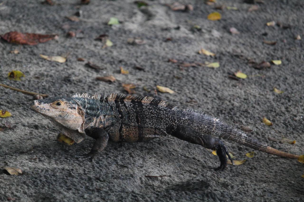Отель Iguana Libre Доминикаль Экстерьер фото